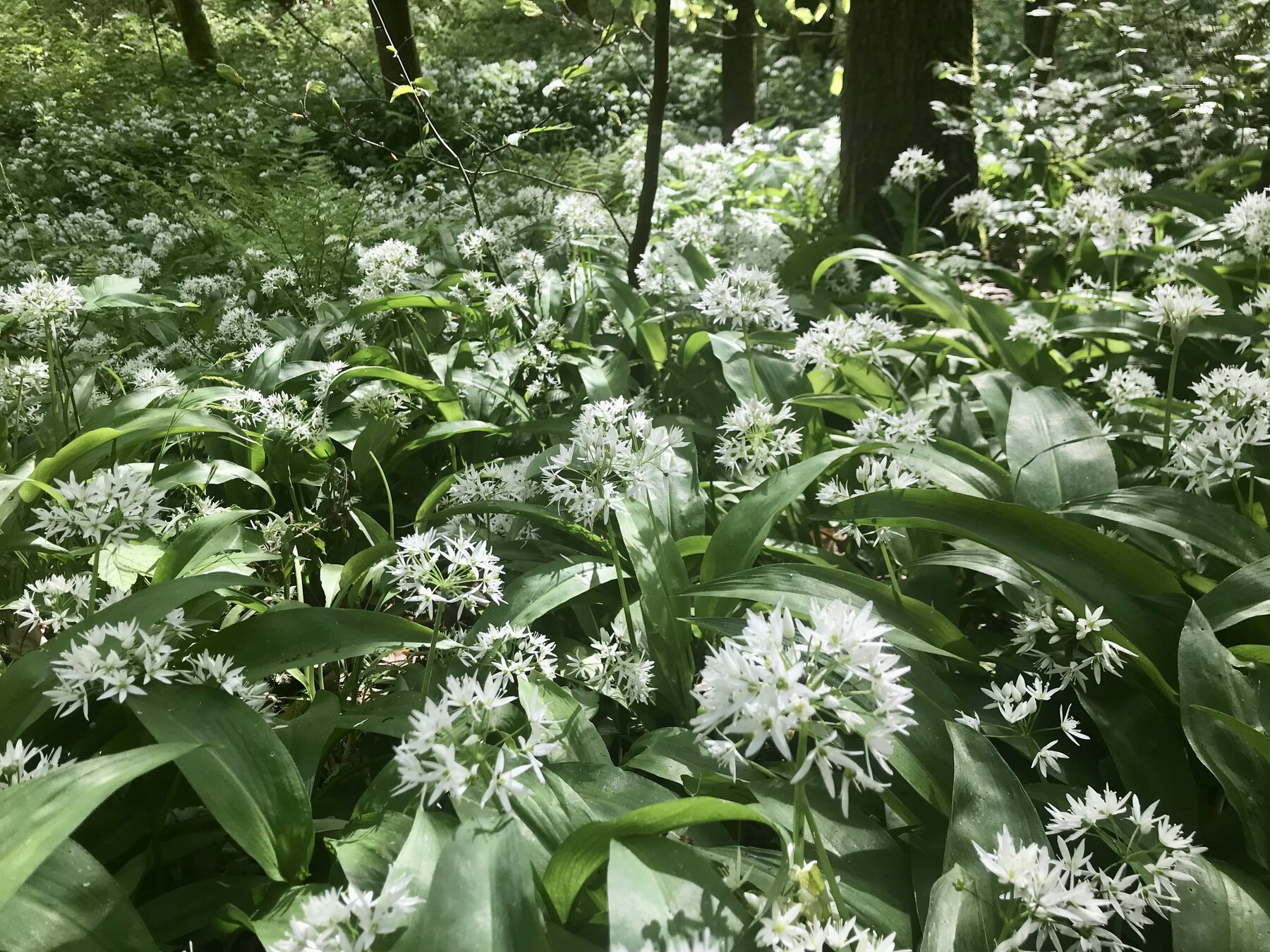 Illustration du poème Allium ursinum
