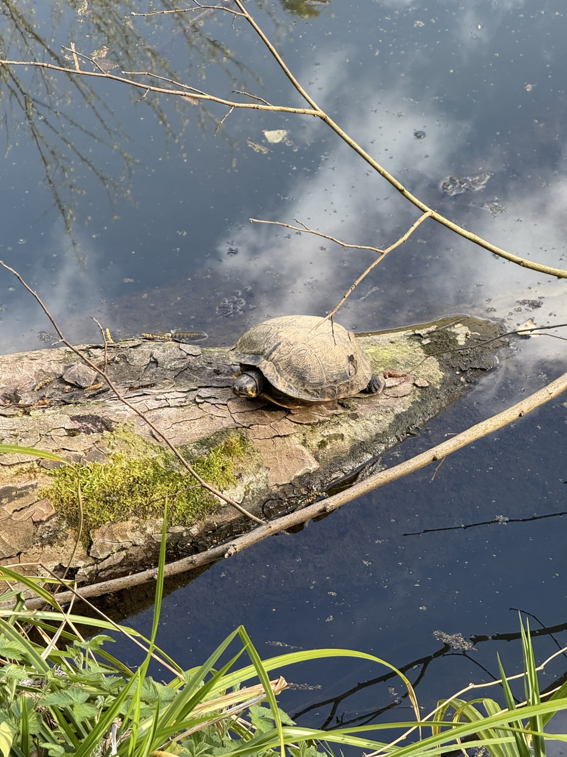 Tortue au bord de l’eau